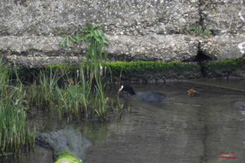 having the nest close to the swans