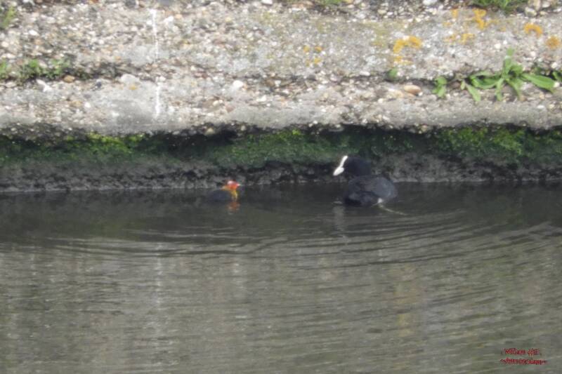 huh.. are you still following me? go home!