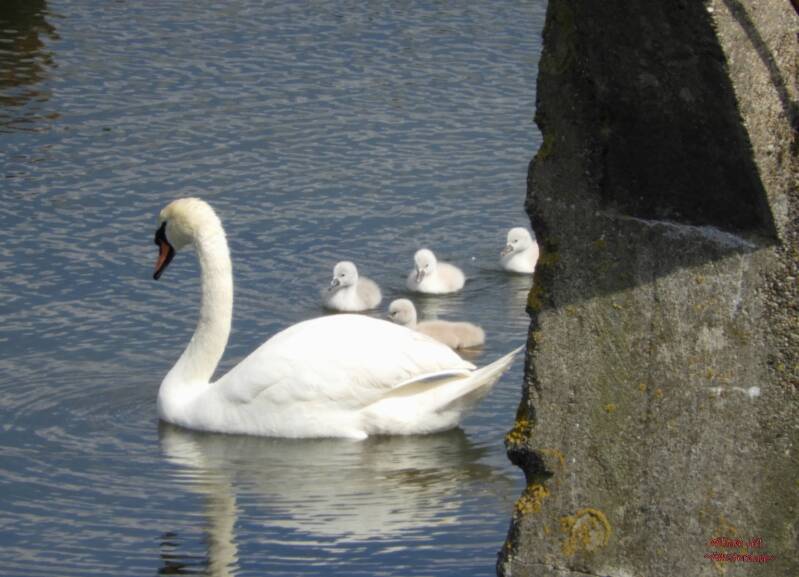 Swans