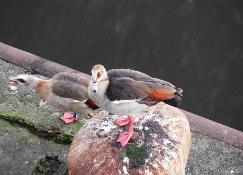 Egyptian Geese
