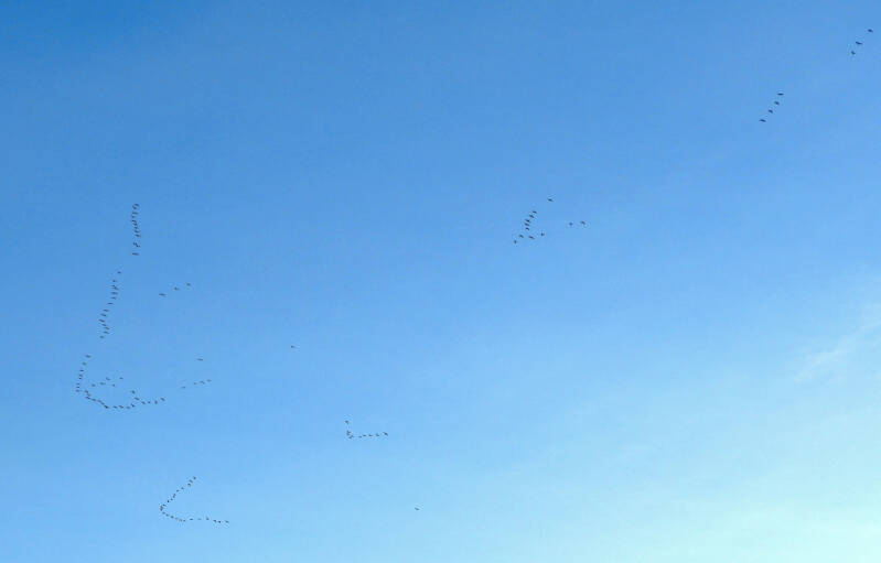 Geese, going to north..? maybe as a signal to others