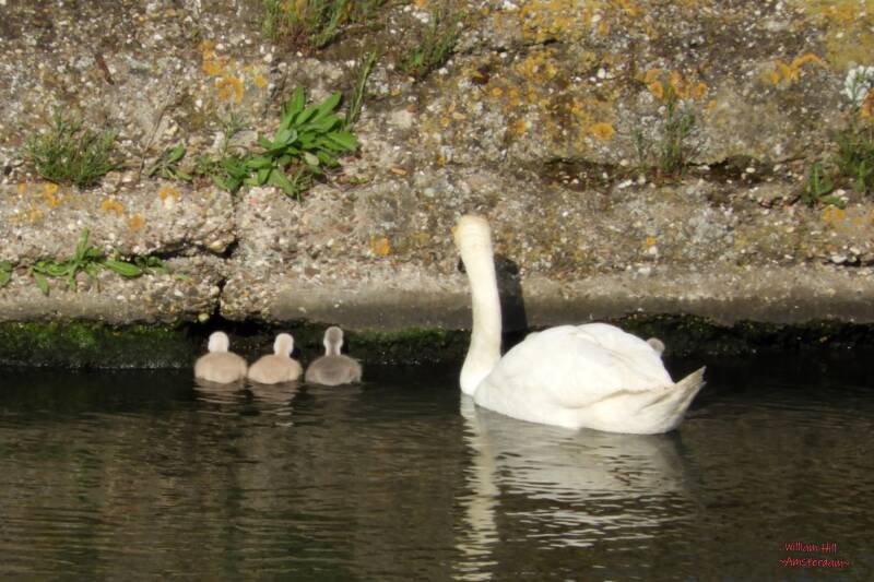 eating or pushing the pier on it's place