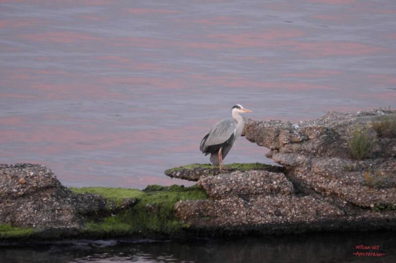 a Heron