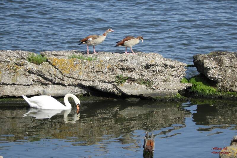 silently they try to pass