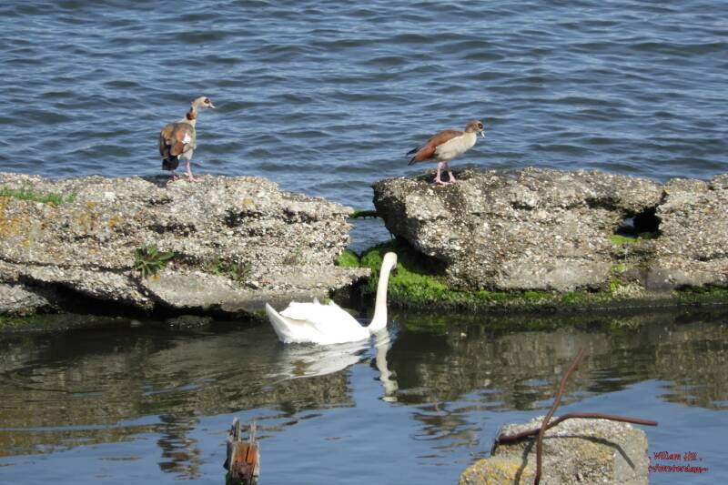 but here the swan see them