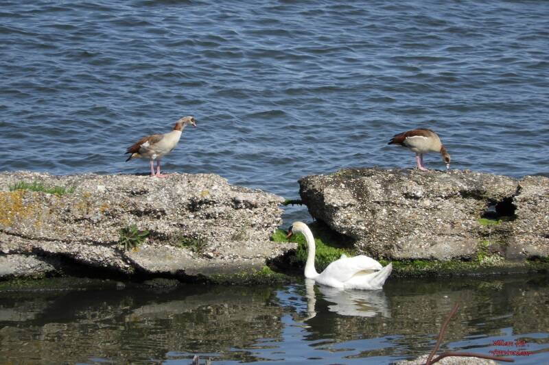 she did get over it but he doesn't dare