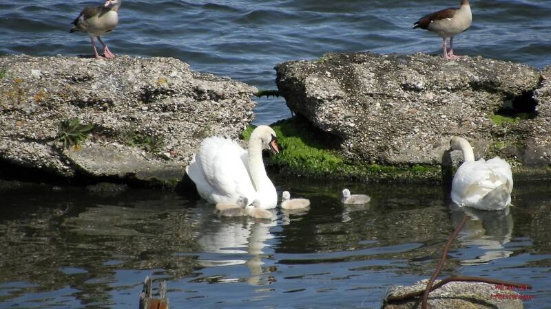 Oh damn, now the rest is coming too to see how to catch as goose