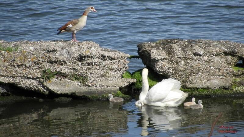 ..funny to see how some birds forget they can fly to get to the other side