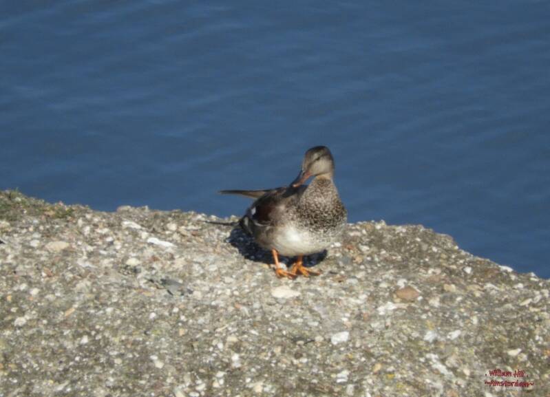 probably full of eggs too but get everytime chasen away by the coot