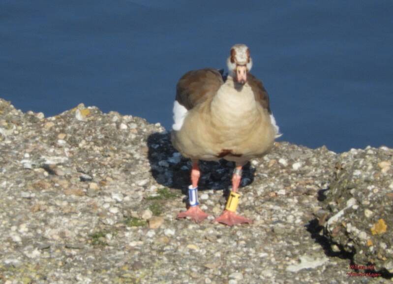 even with your rings you are no macho this year