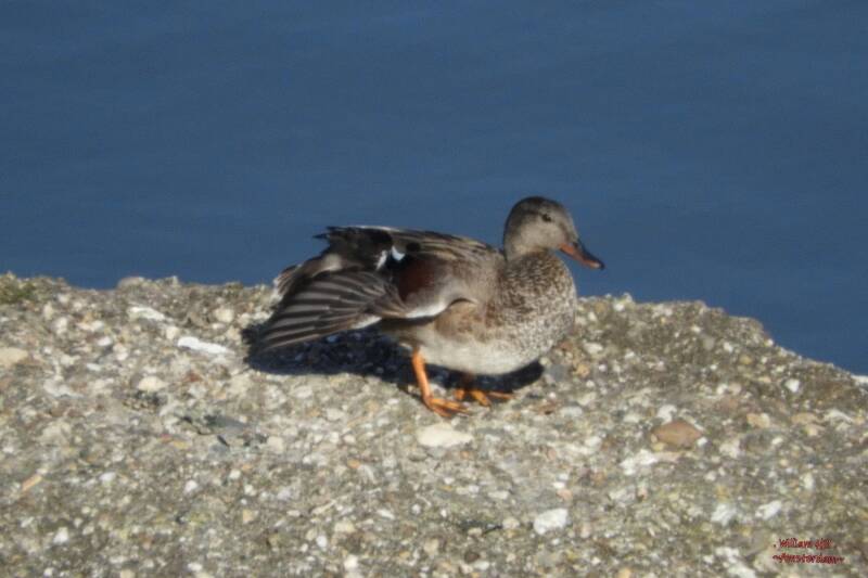 alone and waiting for her man