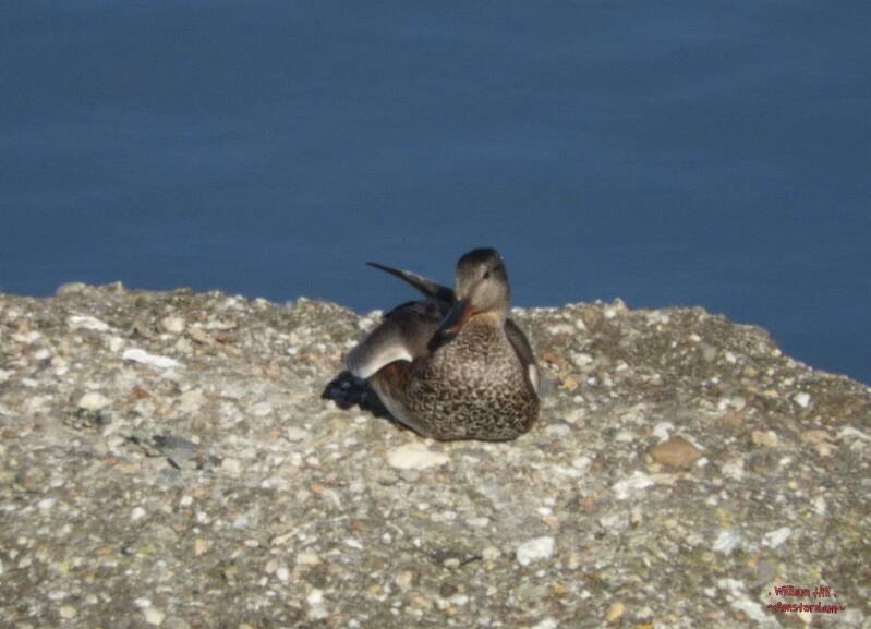 who was chasen over the street to another harbour