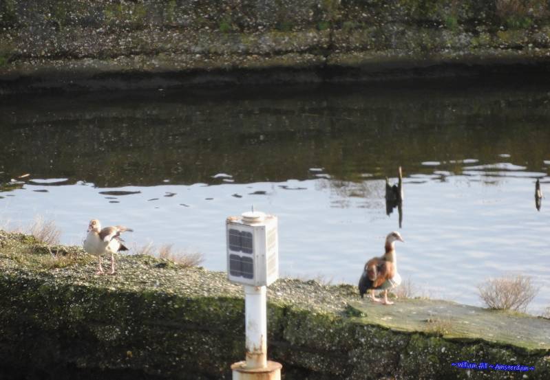 The Egyptian Geese are back from their winter holidays