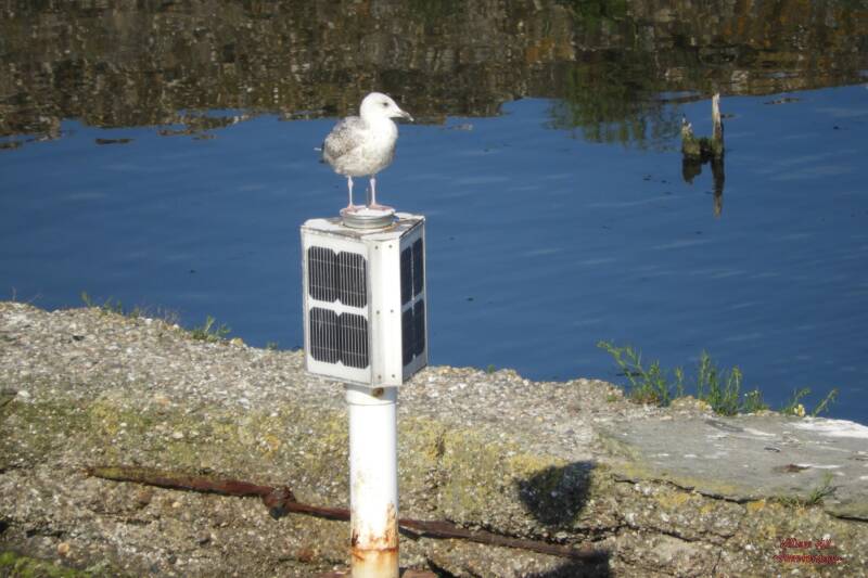 ..sitting there the whole day waiting for a parent, sometimes he/she flies up with the others to see the bread we give the birds but doesn't eat, he/she has to wait for a parent to give some thrown up stuff