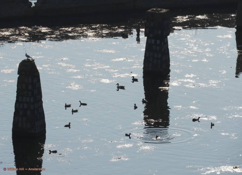 Ducklings in Stenenhoofd