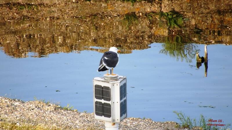 another youg gull watching them