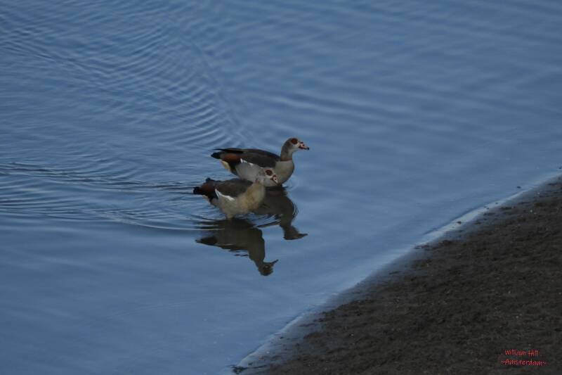 here they come again, silently too