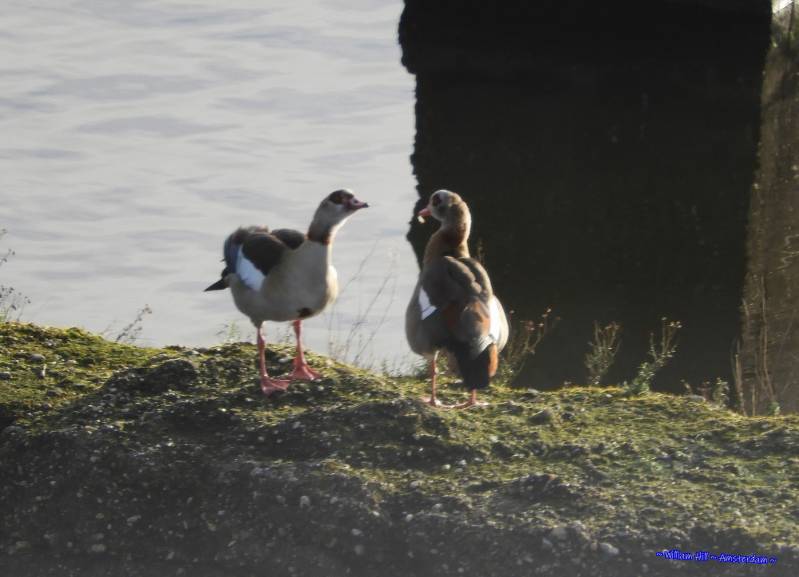 Welcome home Dear, and you too Dear