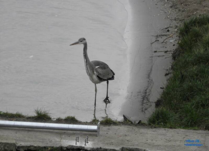 (15.01) 'Damn', think he hoped for a giant eel