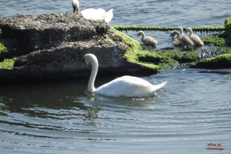 it doesn't work, they don't come along if you stay there