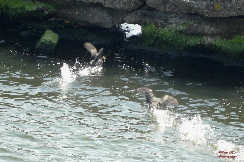 at the other side, someone is chasen away by the coot