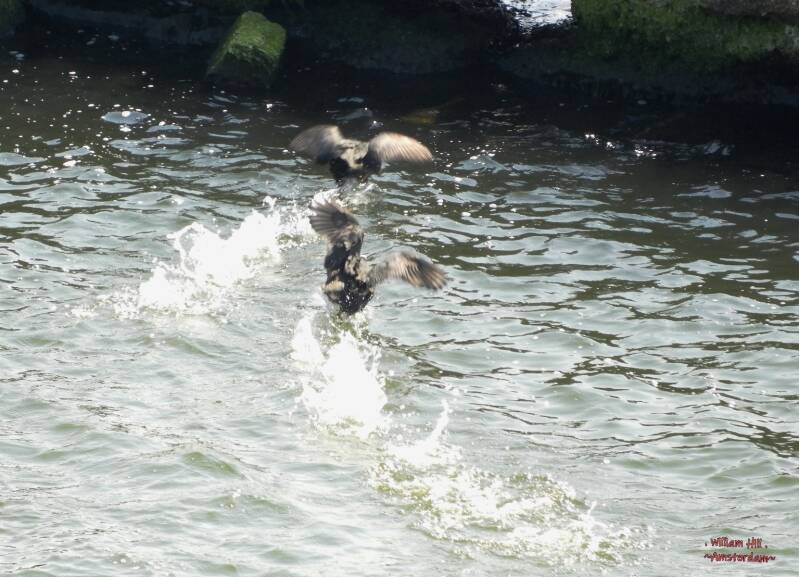 always fun with the coot