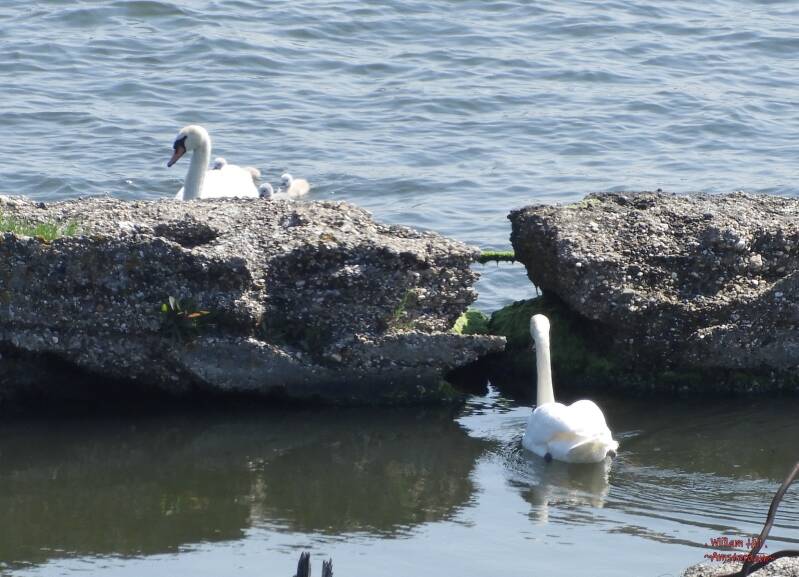 taking a peek without being seen