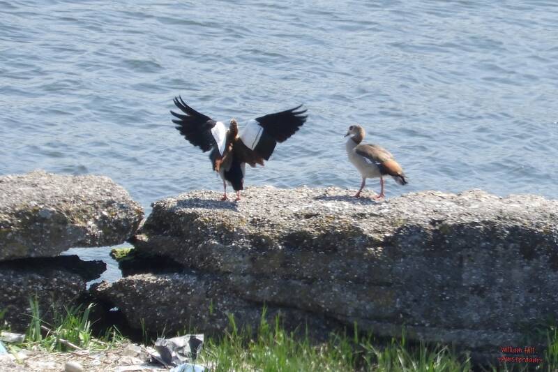 "I am a streaker yeah!", "you silly boy haha"