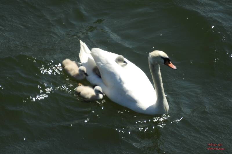 at the open IJ, approaching this building