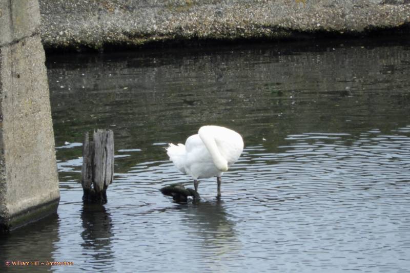 Dad cleaning / bathing