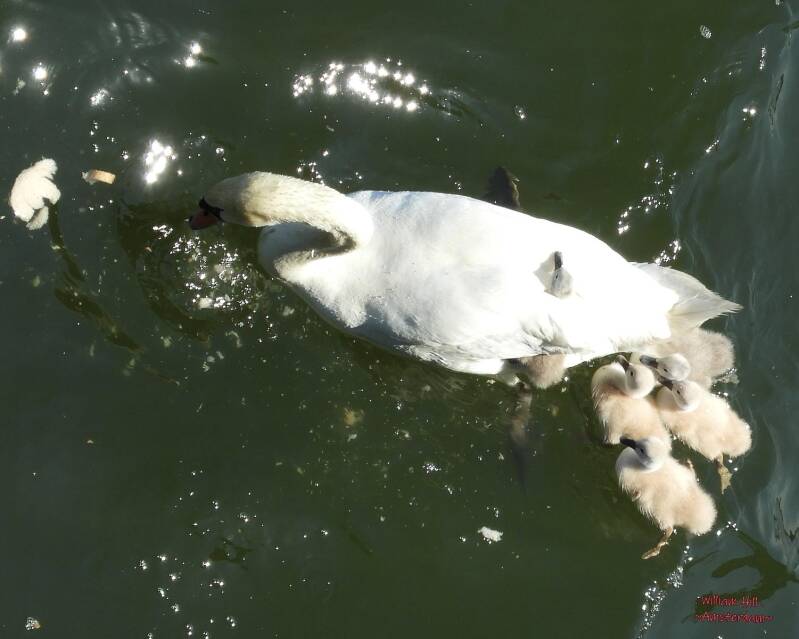 the young don't understand what to do with it