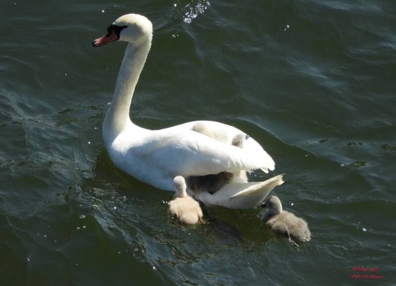 mom is not reducing her speed