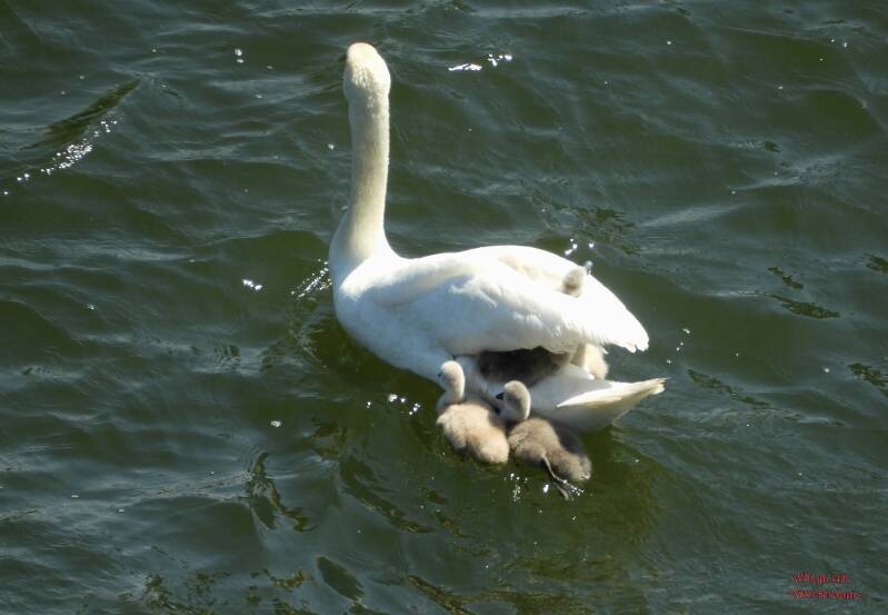 really have to swim hard