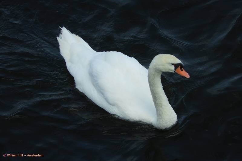 will he ever find a new love