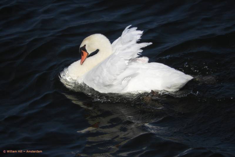 for now, there is a battle to be won