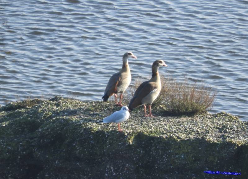 &#039;what is he doing..?&#039;