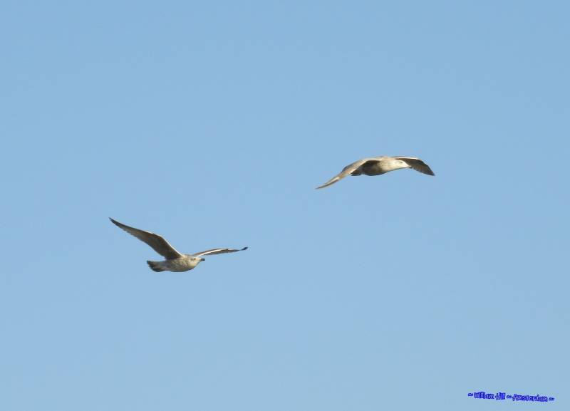 keeping an eye on her/him