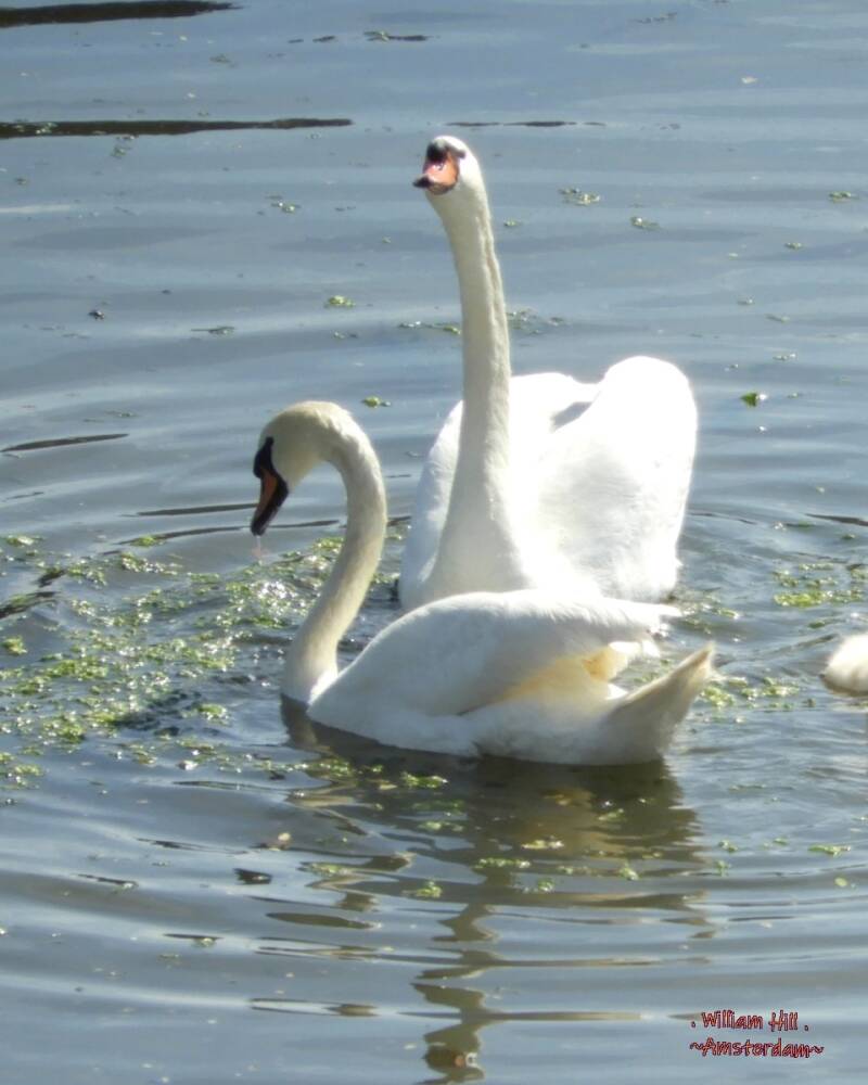 (27) - making silly faces