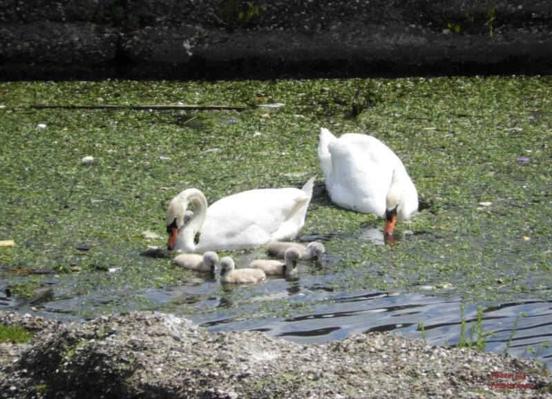 ooh swimming in our food