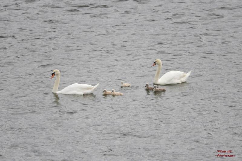 together coming back from a day at the IJ