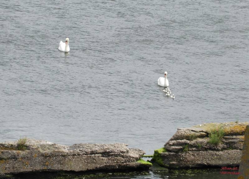 now kids, show us the way home