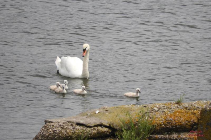 wrong Darling, next time you will know better