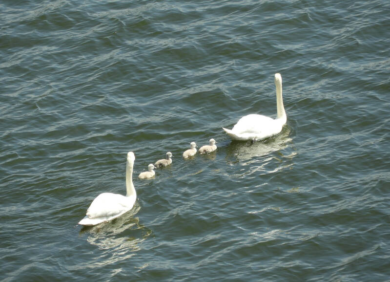 (19-05-2020) A new family spotted in the IJ (1)