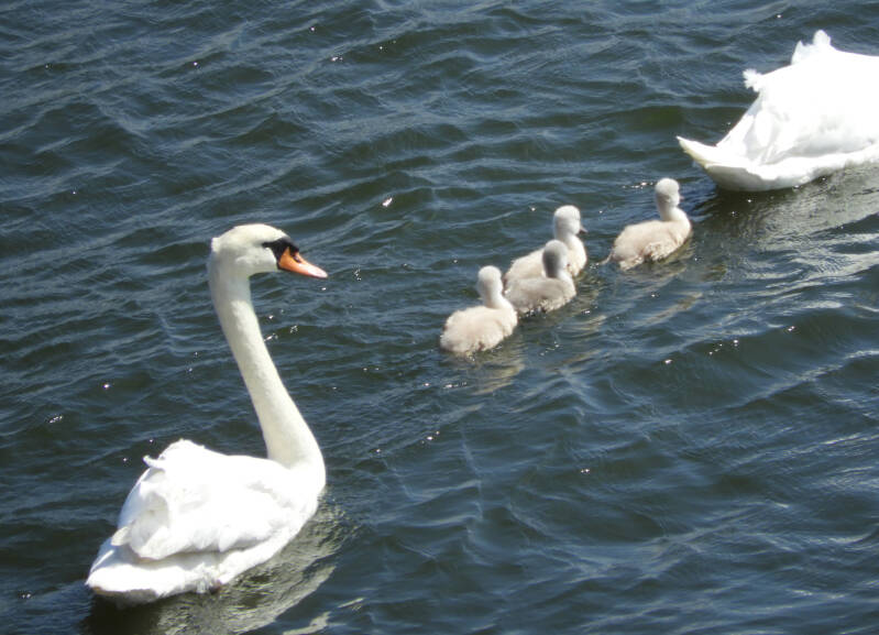 a new fresh family, 19/05/20 (2)