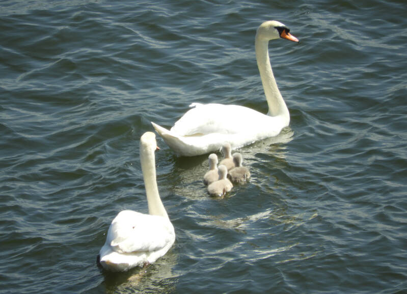 a new fresh family, 19/05/20 (3)