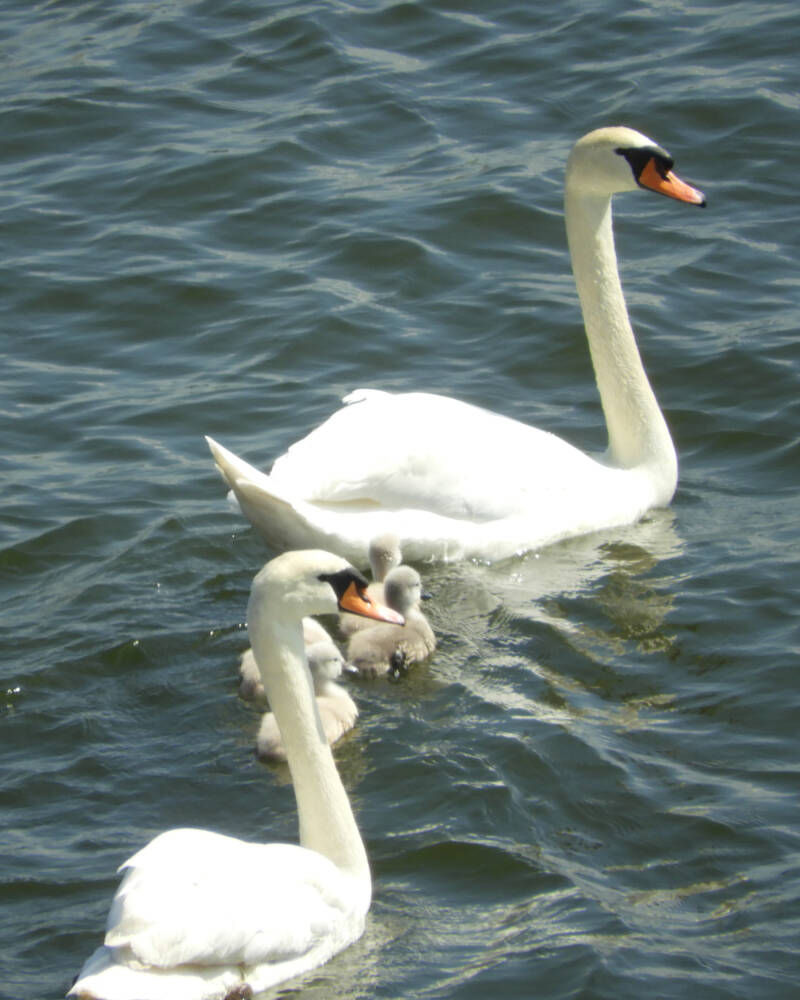 a new fresh family, 19/05/20 (4)