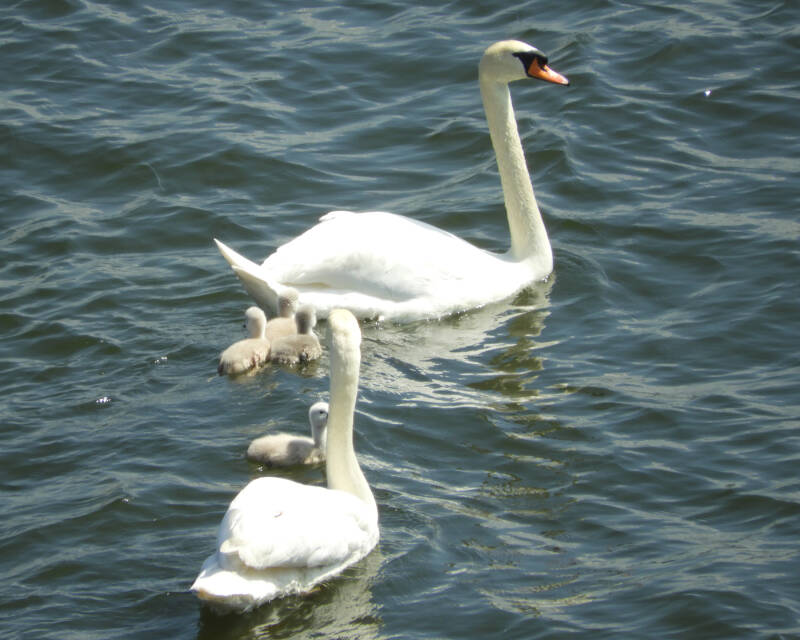 a new fresh family, 19/05/20 (5)