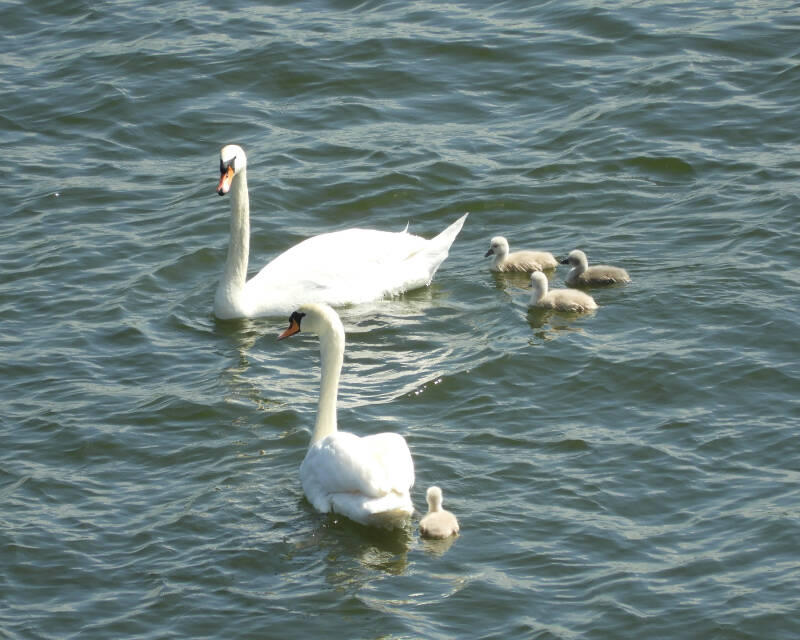 a new fresh family, 19/05/20 (6)