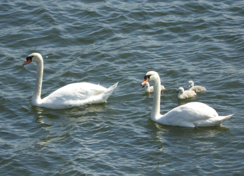 a new fresh family, 19/05/20 (7)