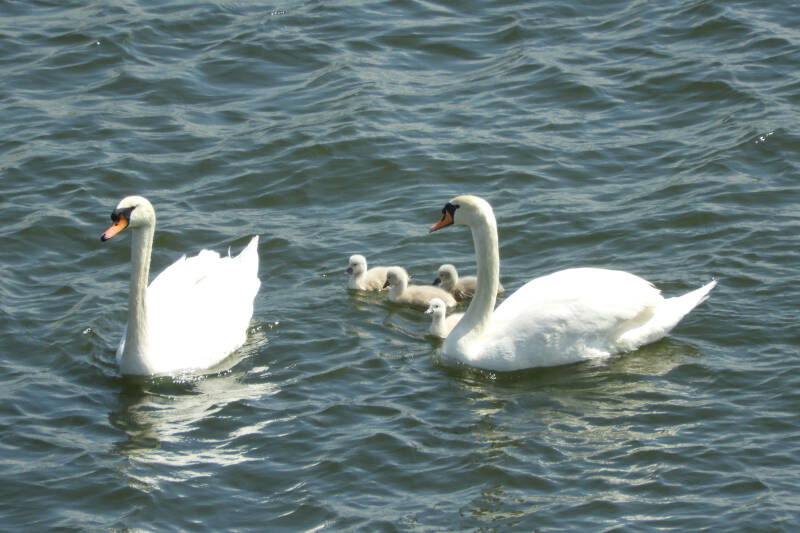 a new fresh family, 19/05/20 (8)